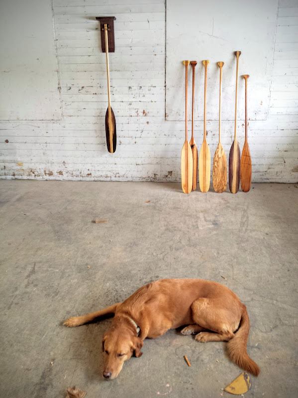 shop dog with paddles